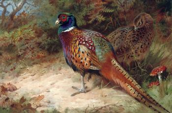 阿奇博爾德 索伯恩 Cock and hen pheasant in the undergrowth